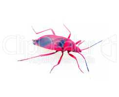 Red bug isolated