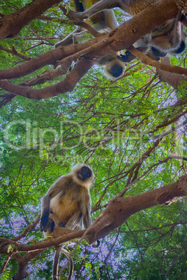 Bunch of monkeys (langur) got the branchy tree