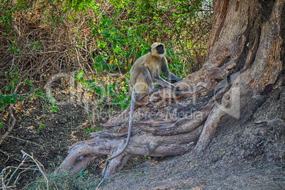 Bunch of monkeys (langur) got the branchy tree