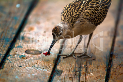 Poor migrants on ship. Ruff greedily eats earthworm