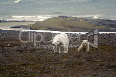 Polar bear on the Franz Josef Land.