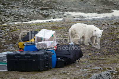 Polar bears in Arctic. This bear still drinks milk, but curious