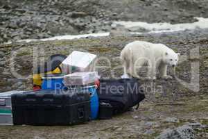 Polar bears in Arctic. This bear still drinks milk, but curious