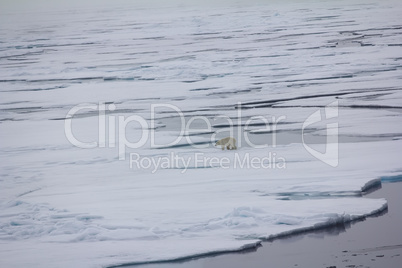 Polar bear near North pole (86-87 degrees north latitude)