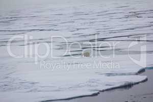 Polar bear near North pole (86-87 degrees north latitude)