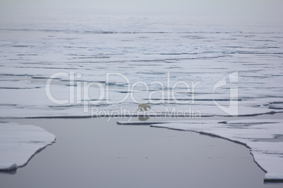 Polar bear goes into the expanses of the Arctic ocean