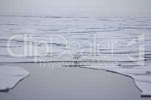 Polar bear goes into the expanses of the Arctic ocean