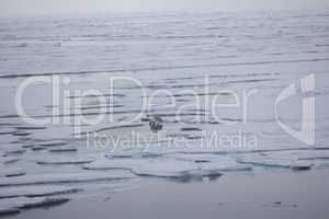 Polar bear near North pole (86-87 degrees north latitude)