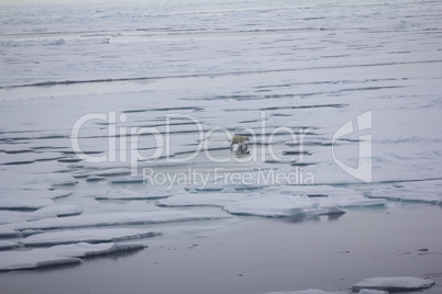 Polar bear goes into the expanses of the Arctic ocean