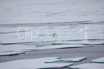 Polar bear near North pole (86-87 degrees north latitude)