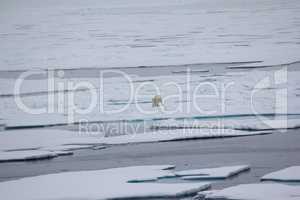 Polar bear near North pole (86-87 degrees north latitude)