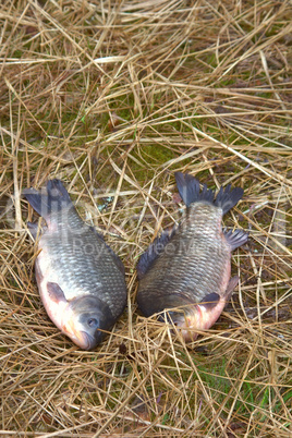 two animals carp fishing catch on the grass.