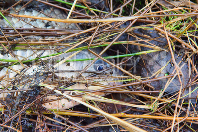 not known why dead fish on beach