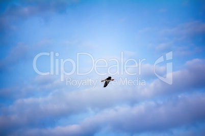 bean goose is flying on background of summer blue sky