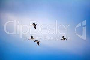 Forest-breeding bean goose - flock of breeding geese