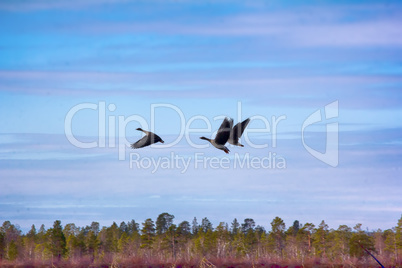 Forest-breeding bean geese on background of summer blue sk