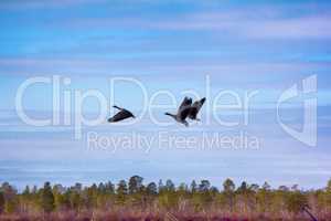 Forest-breeding bean geese on background of summer blue sk
