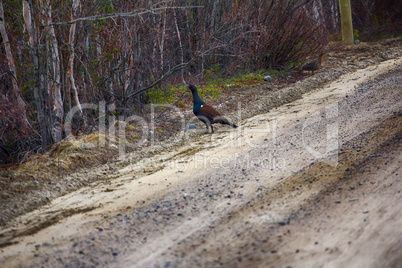 capercailye (Tetrao urogallus) out on gravel road