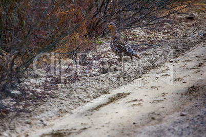 capercailye (Tetrao urogallus) out on gravel road