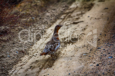 capercailye (Tetrao urogallus) out on gravel road