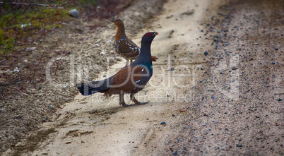 capercailye (Tetrao urogallus) out on gravel road