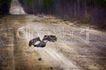 capercailye (Tetrao urogallus) out on gravel road