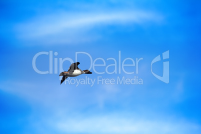 Goldeneye, male in breeding plumage in flight