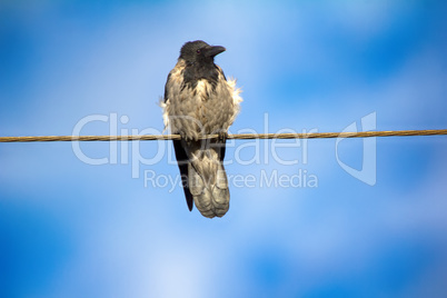 Hooded crow in electric wire.