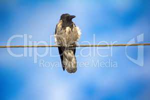Hooded crow in electric wire.
