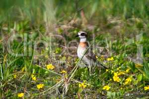 Mongolian Plover on field of pleasant meadow