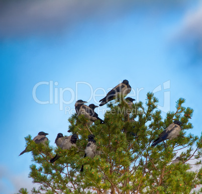 flock of crows resting in crown of pine