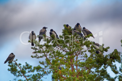 flock of crows resting in crown of pine