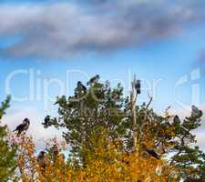 flock of crows resting in crown of pine