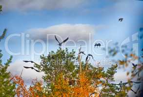 flock of crows resting in crown of pine