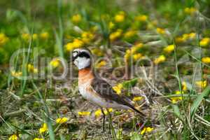 Mongolian Plover on field of pleasant meadow