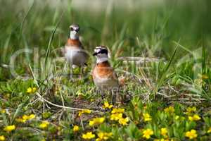 Mongolian Plover on field of pleasant meadow