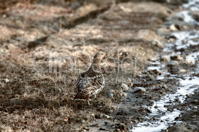 capercailye (Tetrao urogallus) out on gravel road