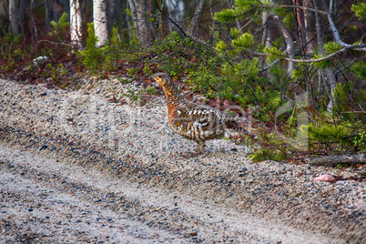 capercailye (Tetrao urogallus) out on gravel road