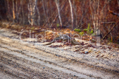 capercailye (Tetrao urogallus) out on gravel road