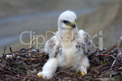 rough-legged Buzzard chick in nest on cliff on tundra river