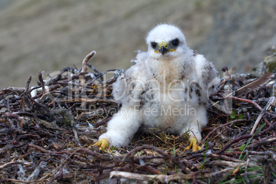 rough-legged Buzzard chick in nest on cliff on tundra river
