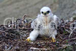 rough-legged Buzzard chick in nest on cliff on tundra river