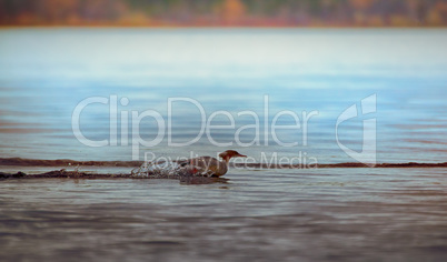 Common merganser, female escapes in water