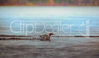 Common merganser, female escapes in water