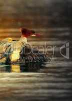 Goosander (female, Mergus merganser), running start in fountains spray