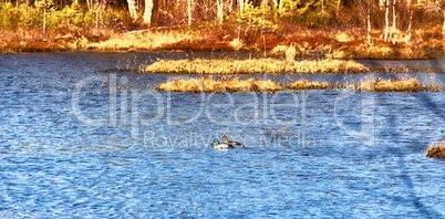 couple of garrot (goldeneye, Bucephala calngula)