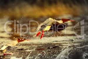 Goosander (female, Mergus merganser), running start in fountains spray