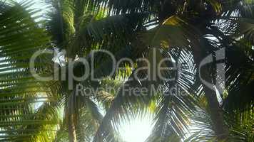 Coconut trees in winter.