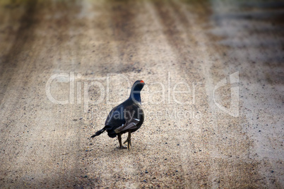 capercailye (Tetrao urogallus) out on gravel road