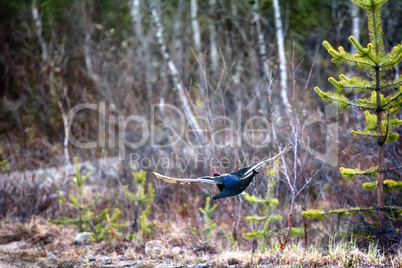 capercailye (Tetrao urogallus) out on gravel road